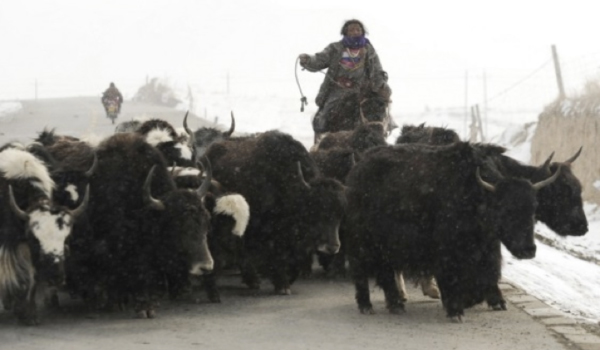 Tibetan nomads