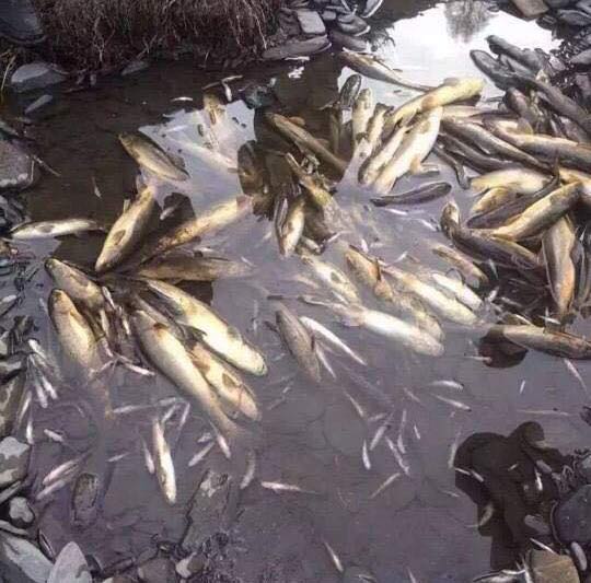 Dead fish, believed to be killed from toxic wastes from the Lhagang rock lithium mining project.